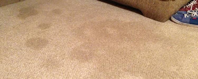 Remove Humidity from your Carpet