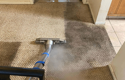 Carpet Mould Removal From Carpet